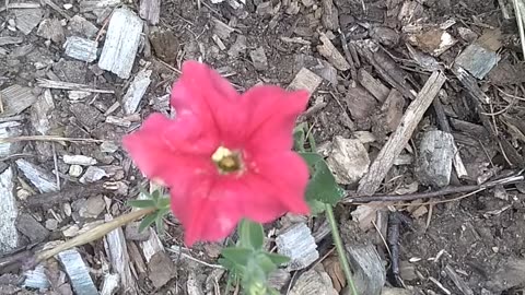 Petunia