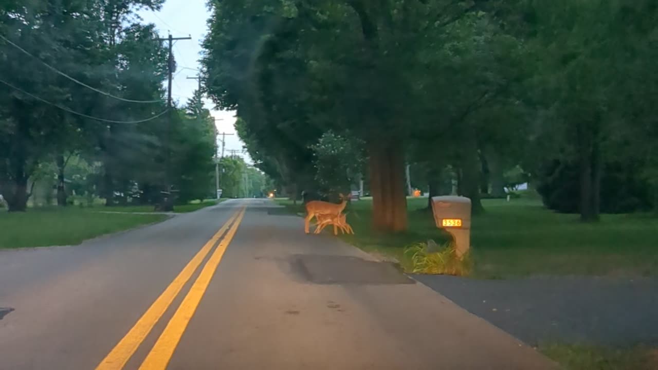 Twin Fawns Feed From Mom