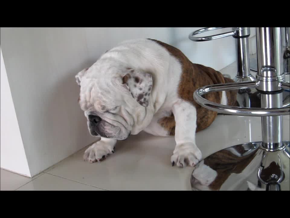 English Bulldog Cannot Stay Awake