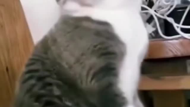 funniest Animals videos compilation best of 2023 #shorts #cat #pets #animals