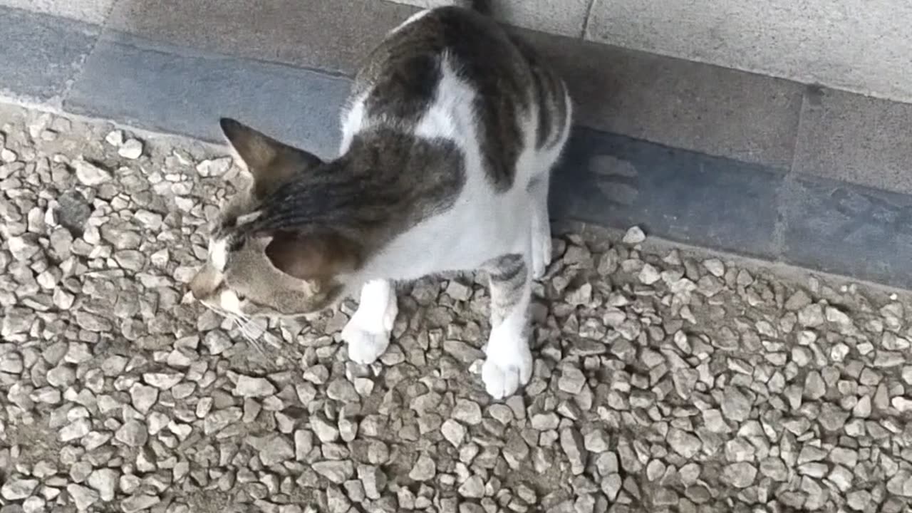 Cat hungry searching food