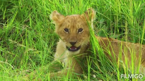 Most beautiful animal | the most beautiful animal in the wold, animal video
