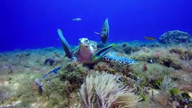 The fantastic scenery of the underwater world