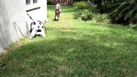 Happy Irish Wolfhound