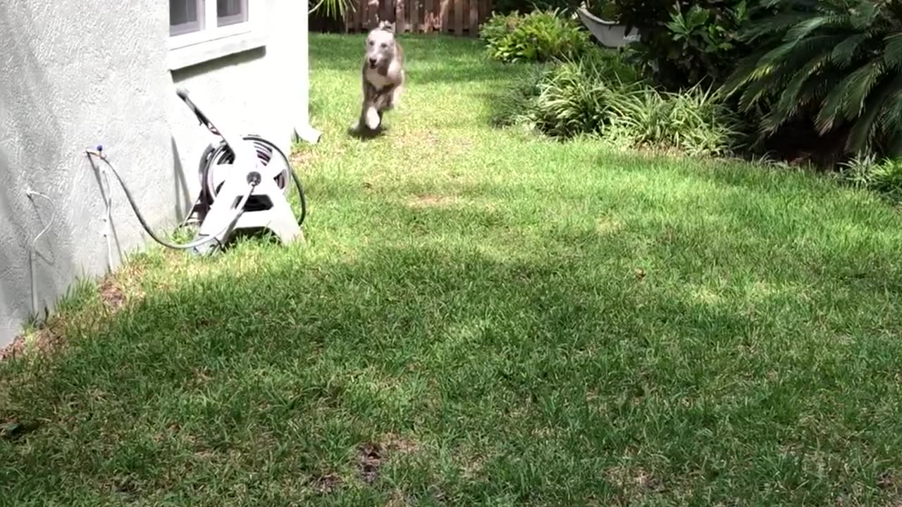 Happy Irish Wolfhound