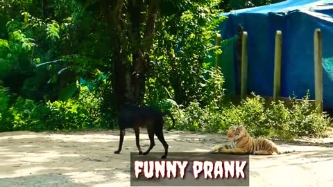 प्रैंक वीडियो_Prank videos_Funny frank_Maha fun tv_funny move_dog vs fake tiger