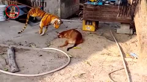 Animal Funny videos