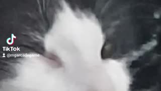 #KoKi El Dormilon #gatos #cats