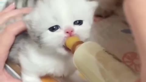 What A Lovely Cute CAT & DOG