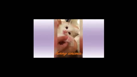 Funny animal clips