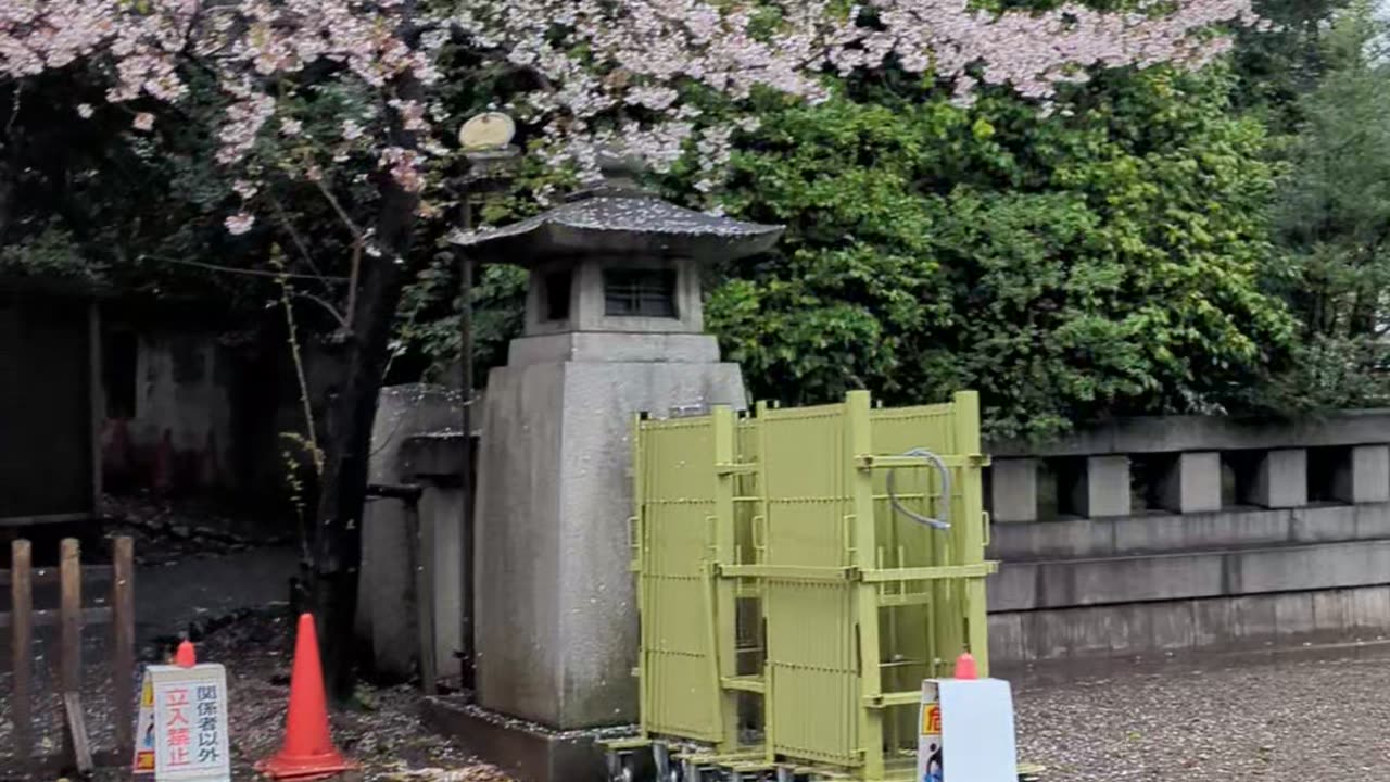 Sakura Walk at Yasukuni Shrine