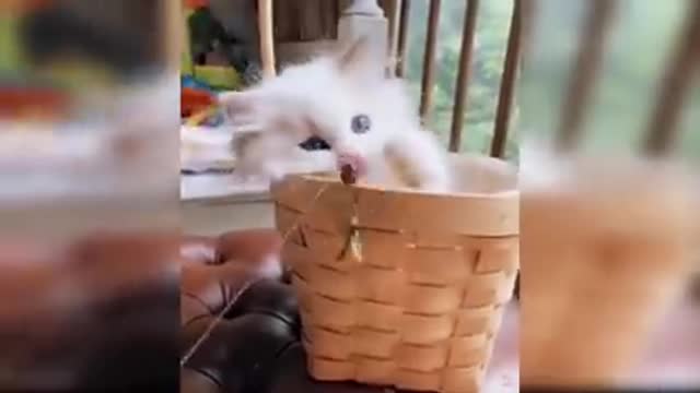 Baby cat। Cuted and funny cat baby video