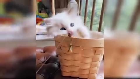 Baby cat। Cuted and funny cat baby video