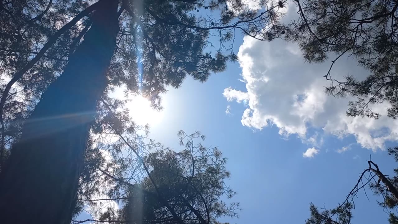 A beautiful view in the forest of the sun, with the sound of birds and a wonderful atmosphere