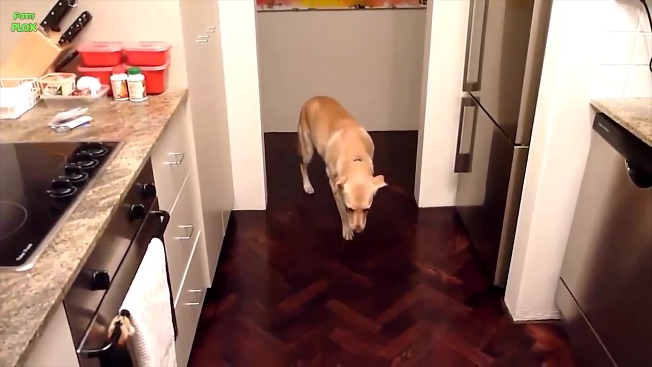 Funny Dog Video