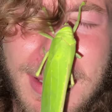 Titan Katydid!🍃🪲 #SHORTS