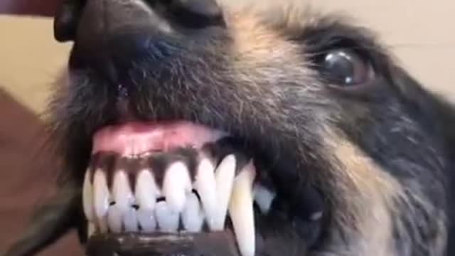 Angry Dogs Compilation Videos