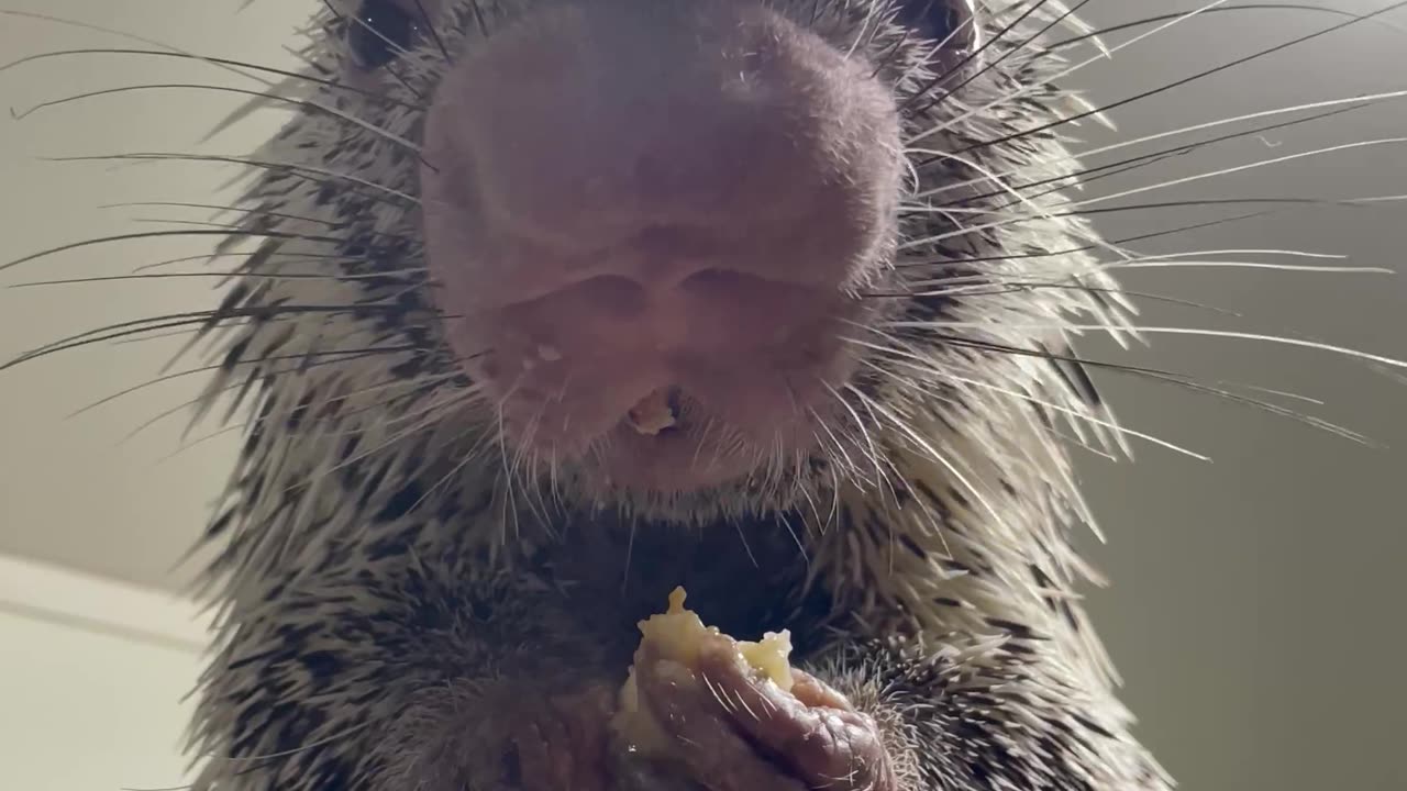 Sal The Porcupine Loves Bananas