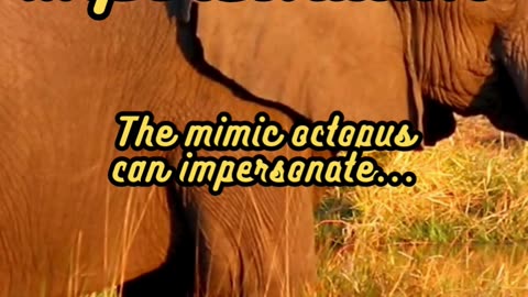 Animal Facts Mimic Octopus Impersonation #shorts