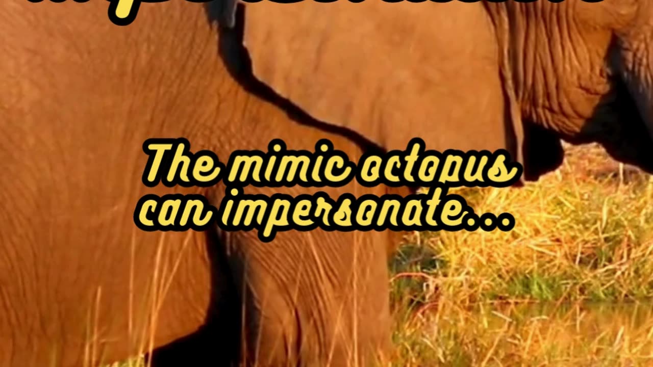 Animal Facts Mimic Octopus Impersonation #shorts