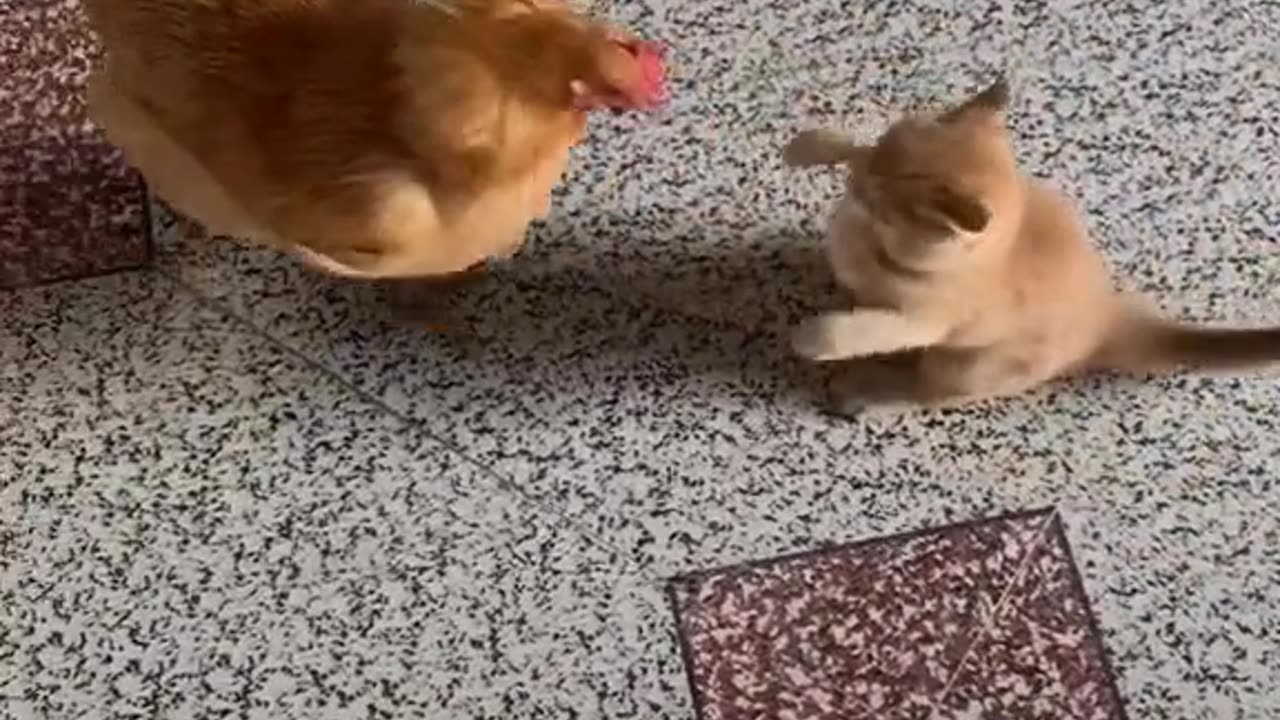 Don't fight 😆