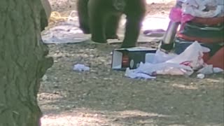 2-Year-Old Bear Cub Calls Campers Bluff