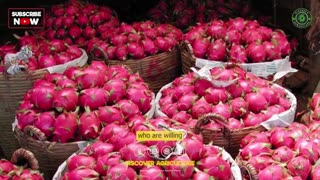 Dragon Fruit (Pitaya) Farming Soil Requirements, Varieties, Propagation, Planting, and More