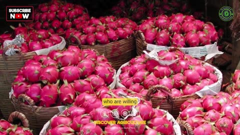 Dragon Fruit (Pitaya) Farming Soil Requirements, Varieties, Propagation, Planting, and More