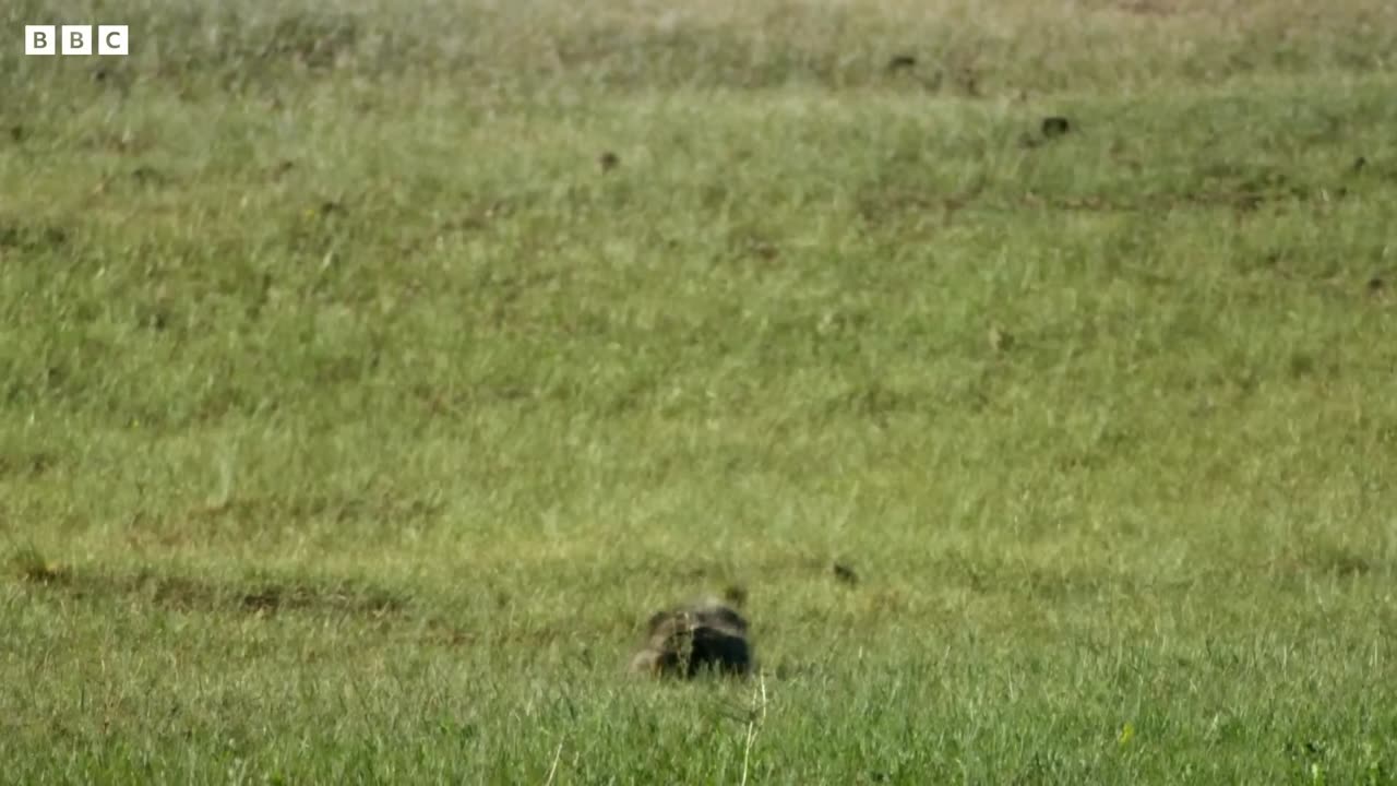 Playful Baby Pallas's Cats Left Home Alone | Big Cats | BBC Earth
