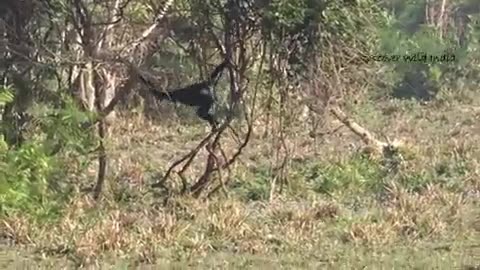 Monkey Walking Like Human