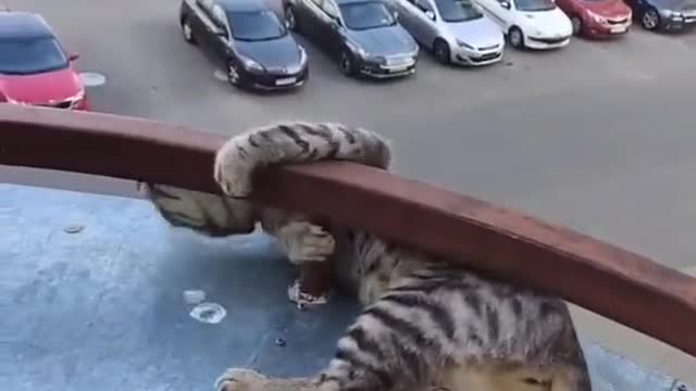 Playful Cat Nearly Falls From Balcony