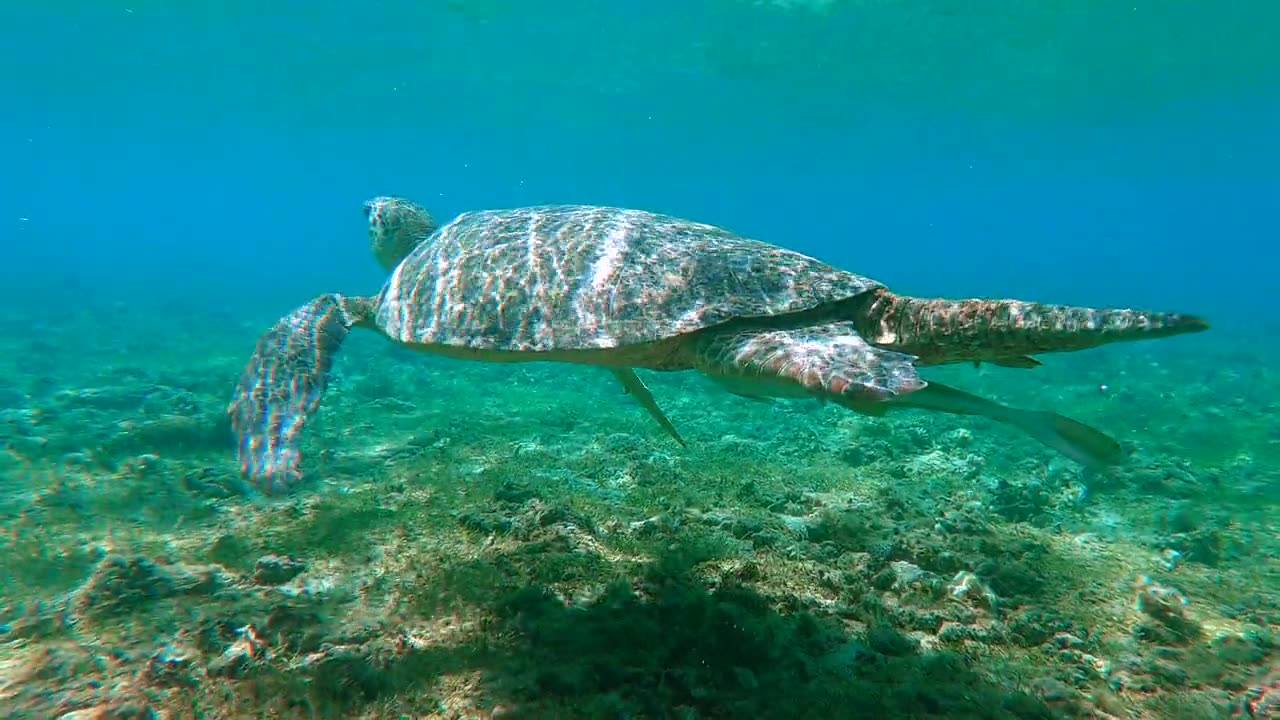 Turtle Swimming