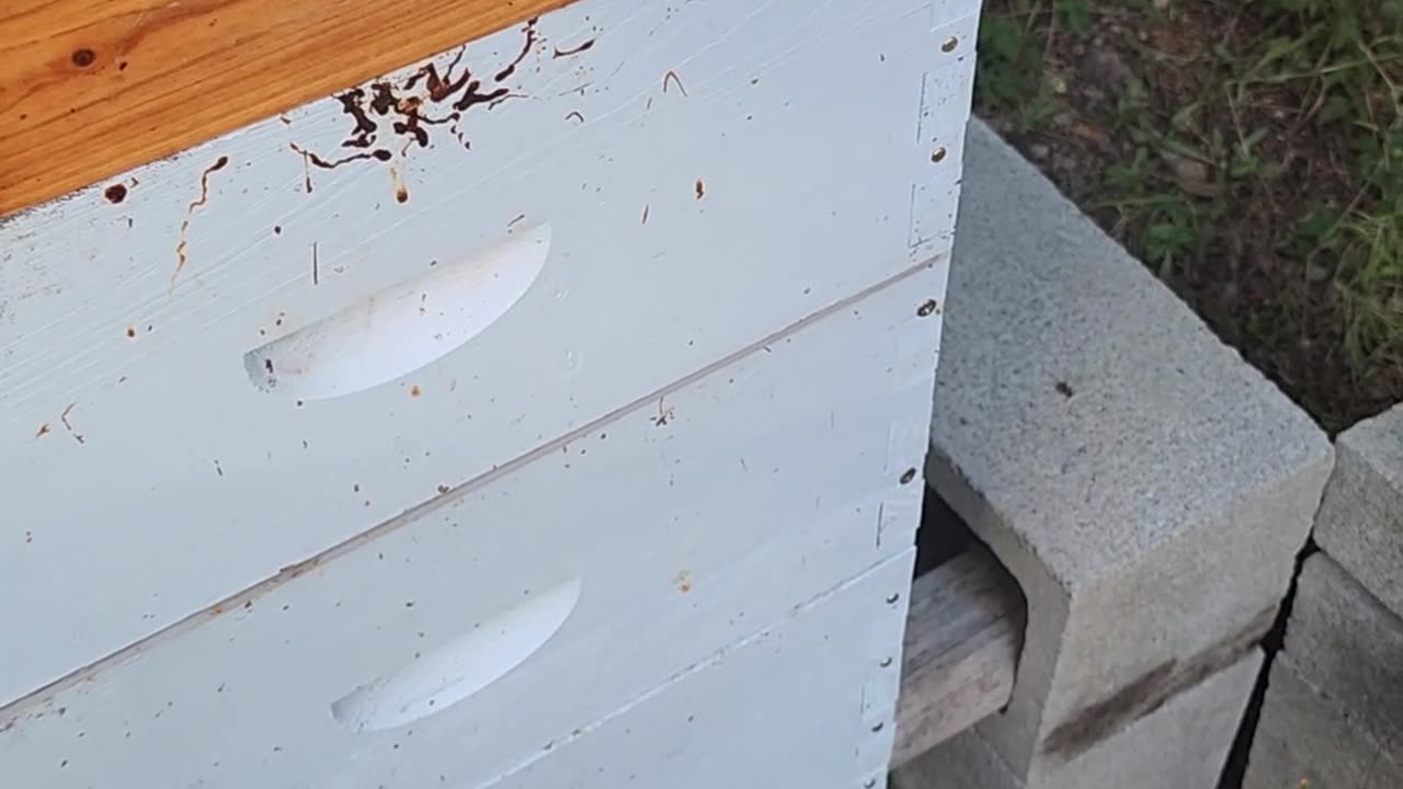 Yellow Jacket extermination