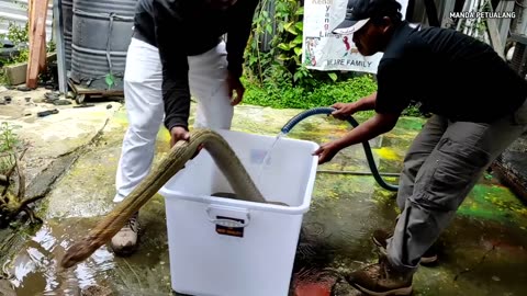 king cobra