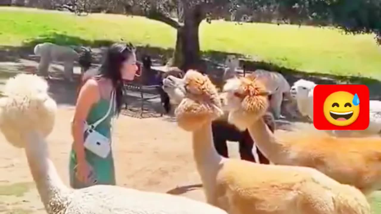 funny animal videos 2023 #animals #fails #shorts #comedy #funny #funnyvideo #viralshorts #kitten