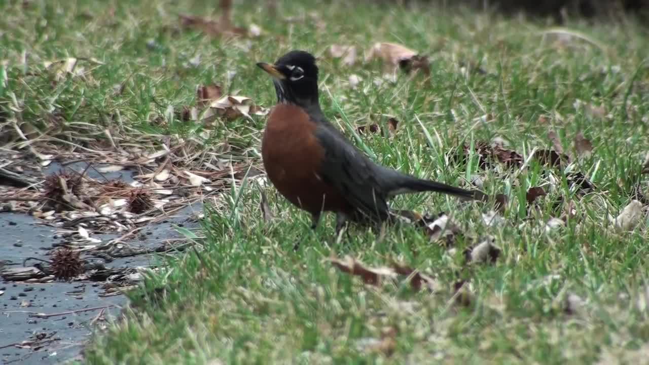 American Robin - HD Mini-Documentary