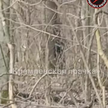 Forest area near Kremennaya