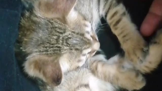 Funny little kittiens playing together