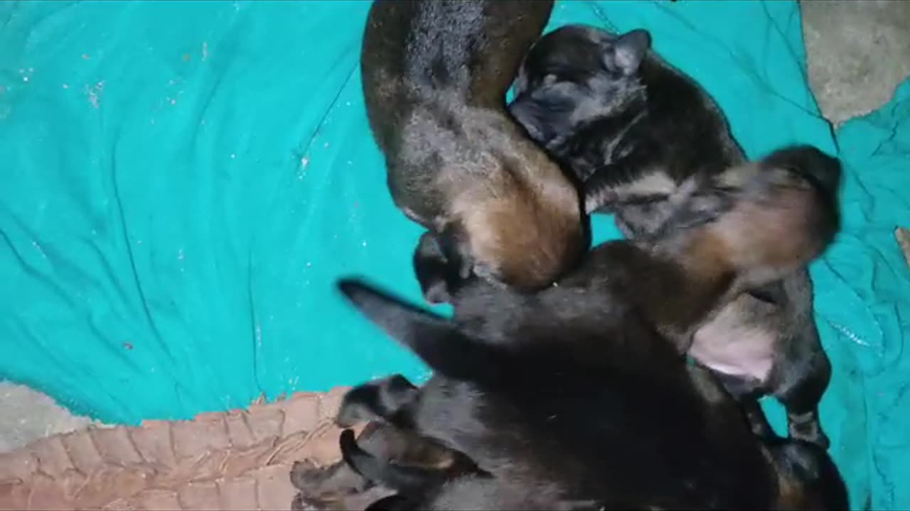 Newborn cubs drink milk from their mother.🐶❤️🤗