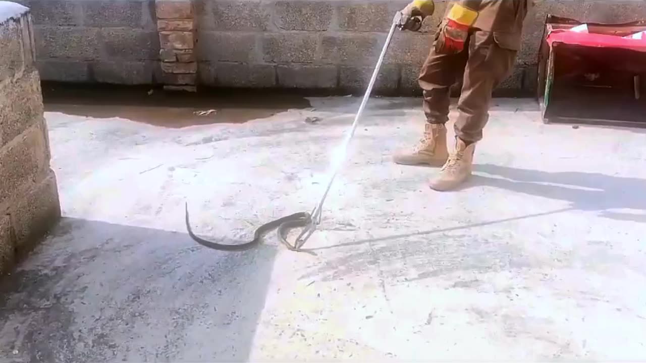 Snake entered in Home