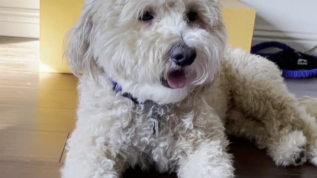 Fluffy Mini Goldendoodle Rocco