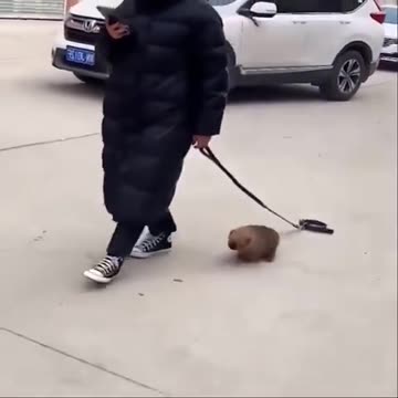 Is this walking the dog 🤣🤣🤣