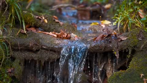 Enchanting Autumn Forests with Beautiful Piano Music