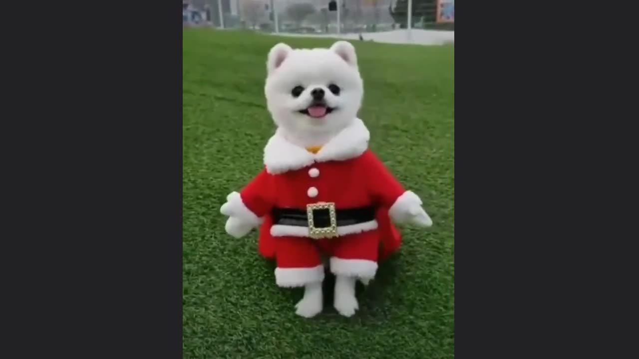 cute designer puppy dresses