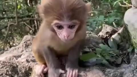 Cute animals videos❤️❤️