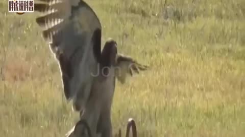 eagle vs snake fight