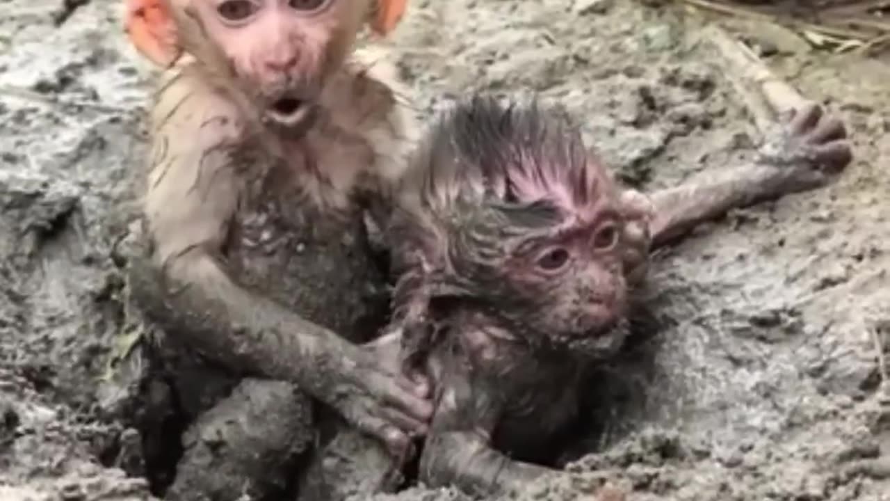 Selfish monkey drags her baby brother into a muddy sinkhole.