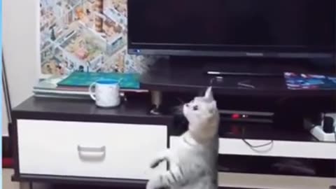 cute cats video