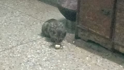 Stray kitty eating boiled egg yolk