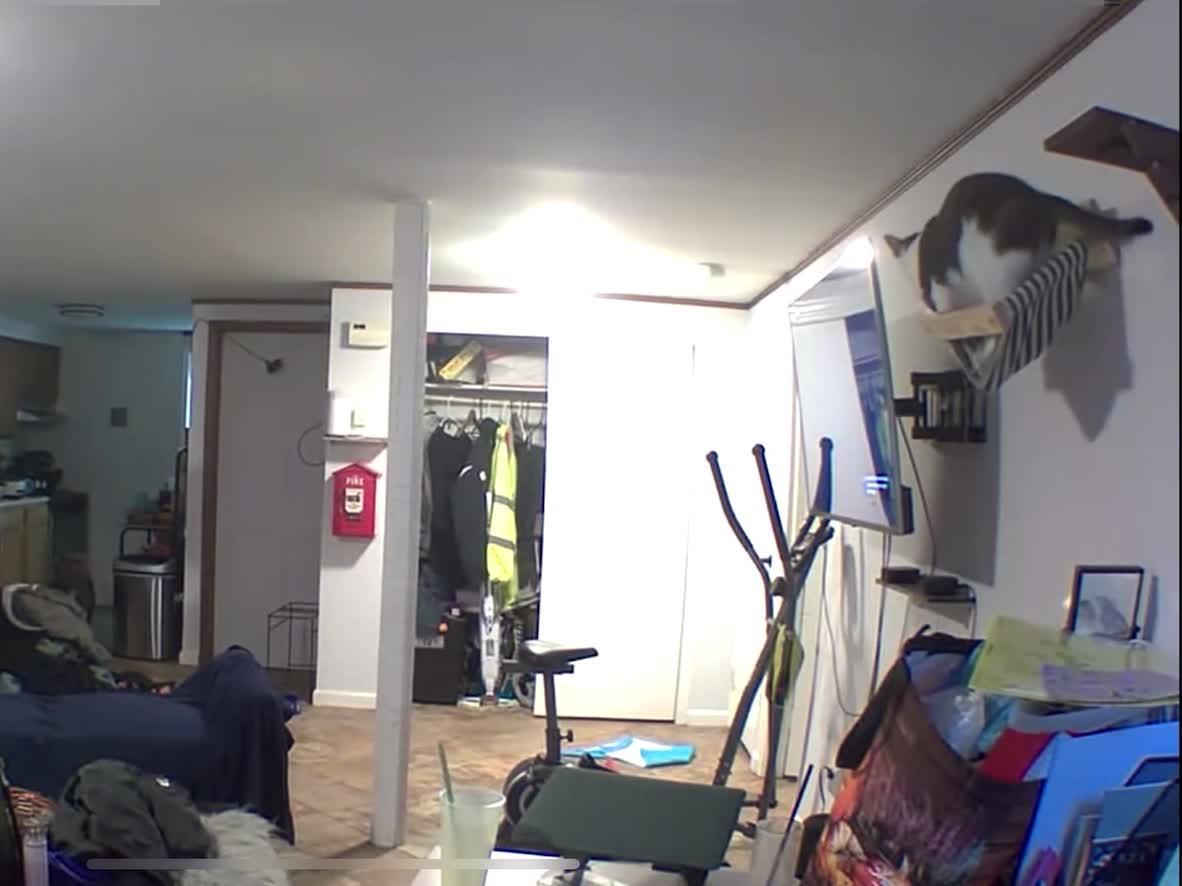 Cat Narrowly Escapes from Falling Nest